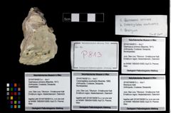 Foto (Objekt + Etikett) von Cracensigillatus acutirostris (Moericke, 1889)  (NHMW-GEO-2014-0194-0813b)